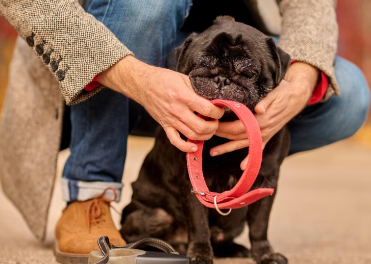 Hundehalsband Richtig Ausmessen
